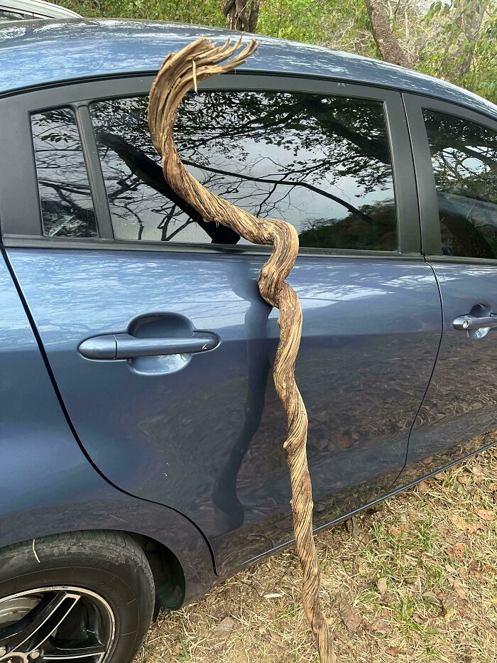 Long twisted wood stick leaning against a blue car door in a natural outdoor setting with trees nearby.