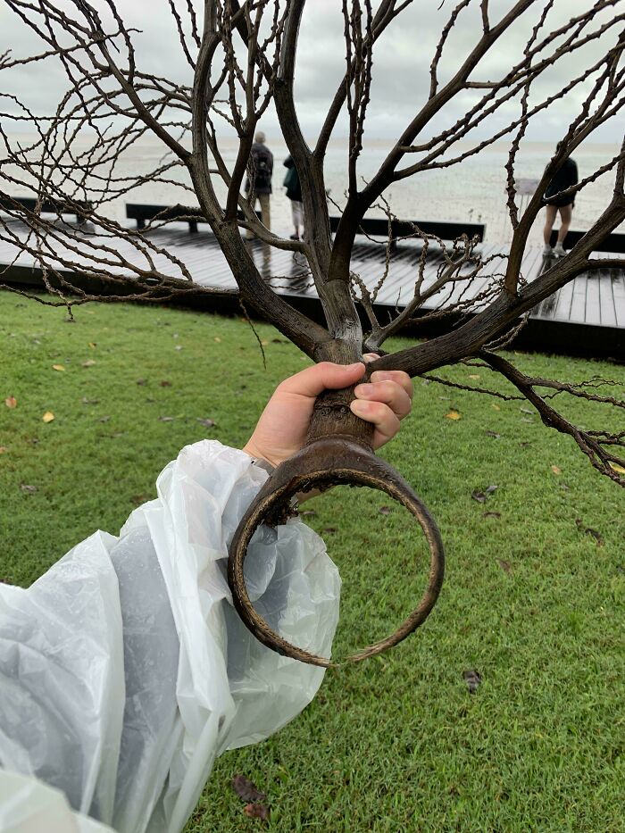 Hand holding a cool stick shaped like a tree branch with three people standing near a waterfront in the background.