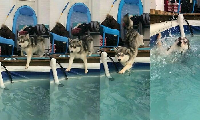 Husky showing funny regret moments as it jumps but awkwardly falls into a pool, capturing a bad decision moment.