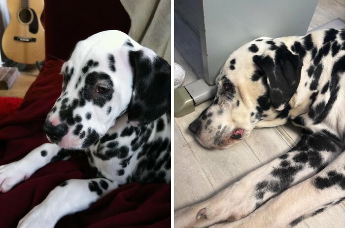 Dalmatian dog lying down in then-and-now photos showing how time transforms its appearance.
