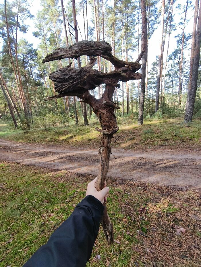 Hand holding a uniquely shaped cool stick in a forest with tall pine trees and a dirt path in the background.
