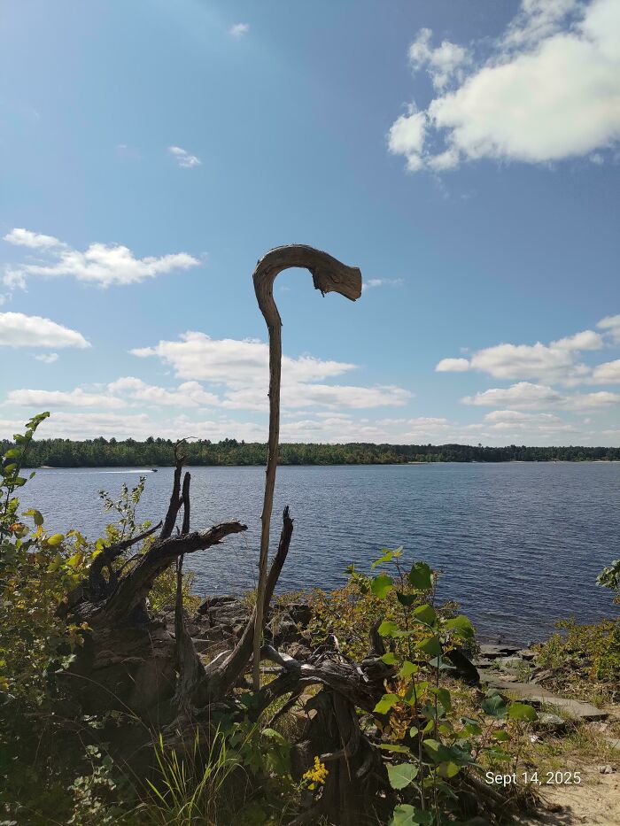 Twisted cool stick standing upright among plants and rocks by a lake under a bright blue sky with scattered clouds.