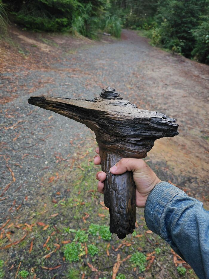 Person holding a cool stick outdoors on a forest path with green plants and trees in the background