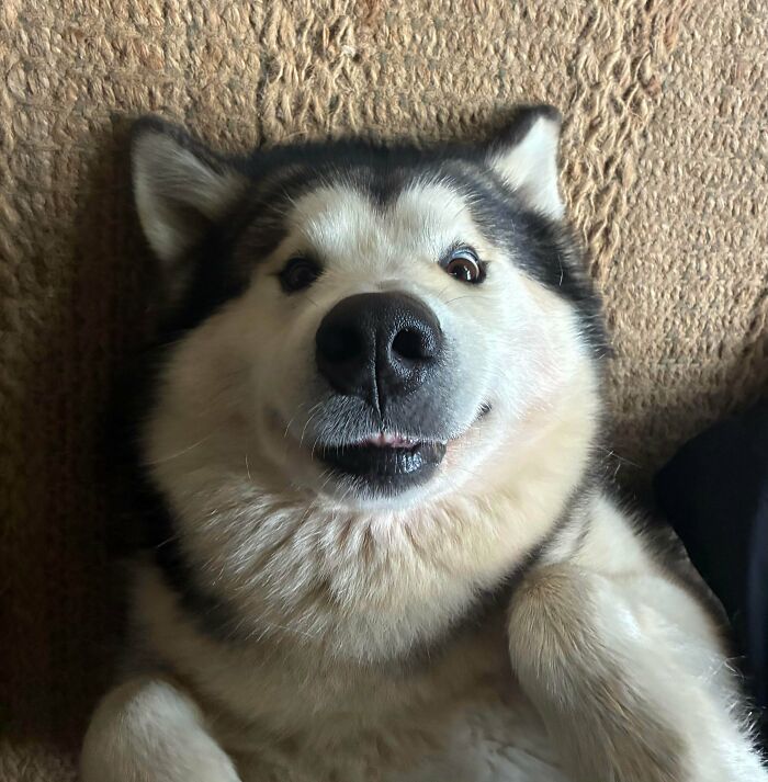 Fluffy dog lying on its back with a goofy expression, showing the funny side of hilarious dogs being their goofy selves.