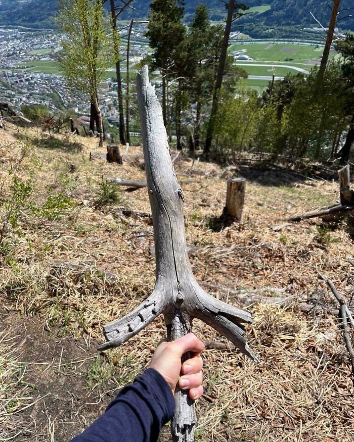 Hand holding a cool stick in a forest clearing overlooking a valley with scattered trees and hills in the background.