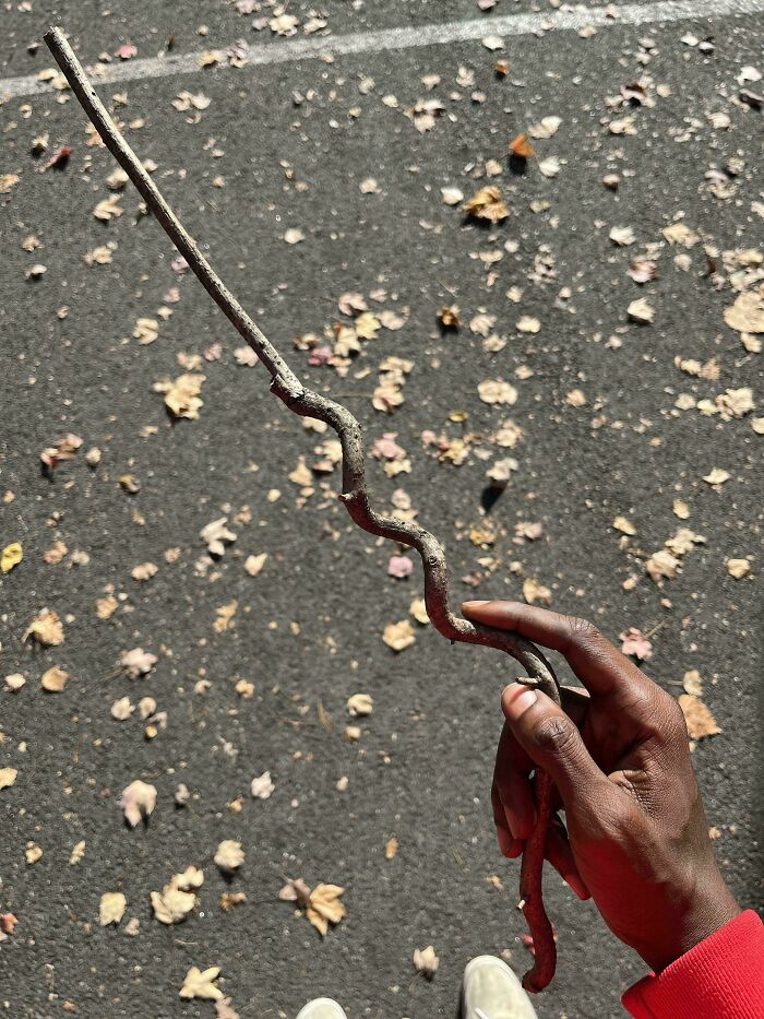Hand holding a cool stick with a unique zigzag shape outdoors on a pavement covered with fallen leaves.