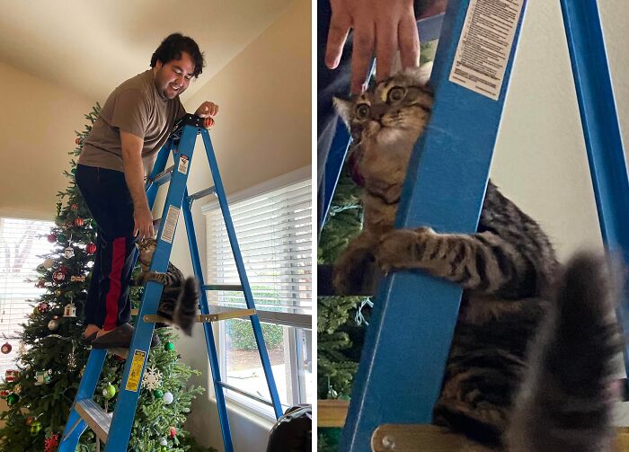 Man on ladder reaching for Christmas tree ornament while cat clings to ladder, capturing funny regret moments and bad decisions.
