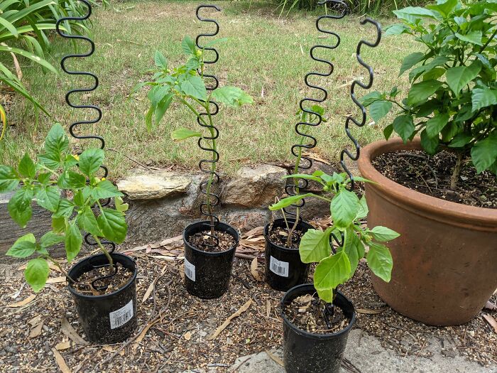Plants supported with spiral metal stakes as a clever solution for garden growth problems outdoors.
