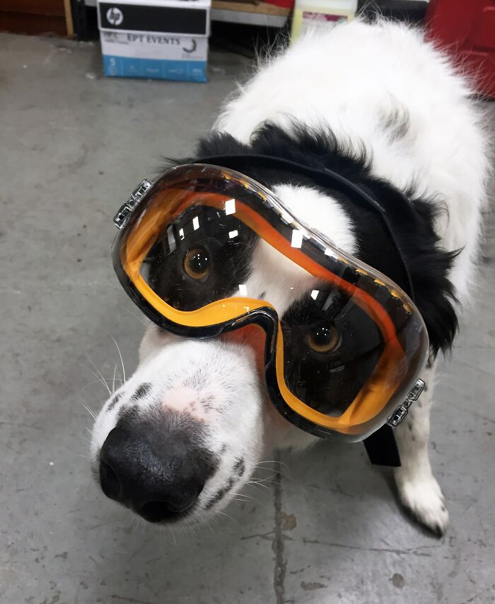 Dog wearing orange protective goggles indoors, showcasing a surprisingly genius idea to solve an annoying problem.