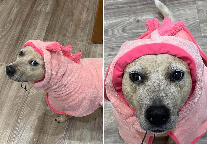 Dog wearing a pink dinosaur towel outfit on wooden floor, showing a surprisingly genius solution to an annoying problem.