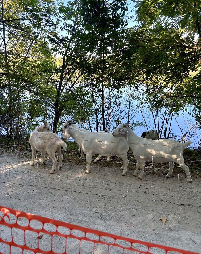 Goats standing behind a cleverly placed transparent wire fence, demonstrating a genius solution to keep them contained.