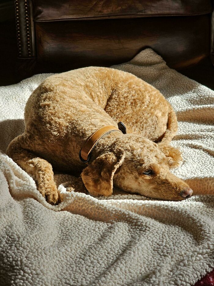A curly-haired golden dog resting on a white blanket, looking like an Accidental Renaissance portrait