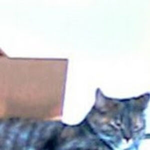 ruthborkowski avatar