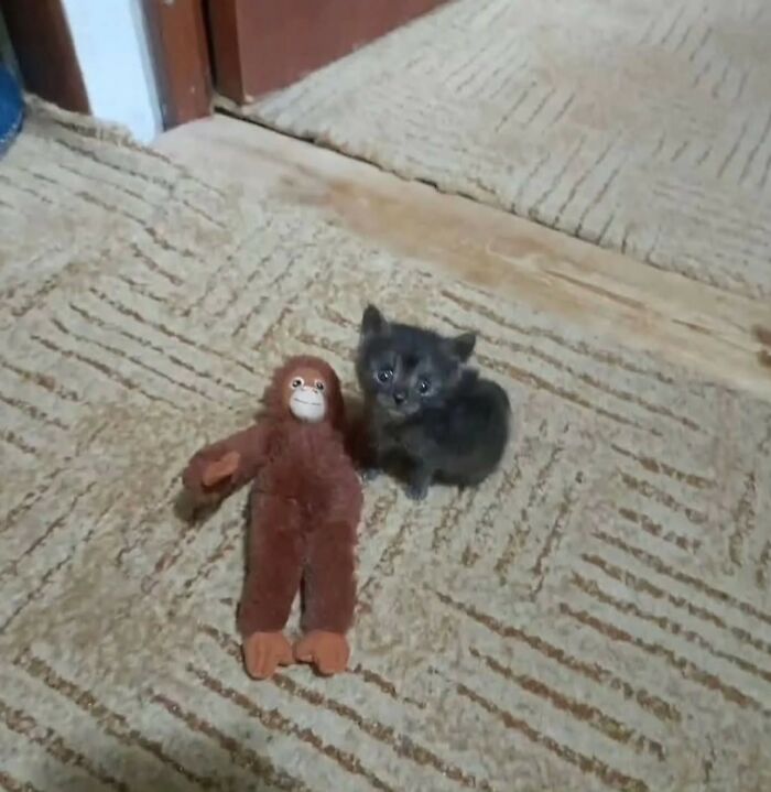 40 Hilarious Cat Moments Caught On Camera, As Shared By “Important Animal Images” (New Pics)