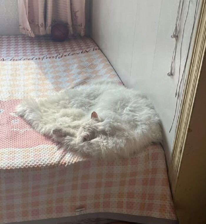 40 Hilarious Cat Moments Caught On Camera, As Shared By “Important Animal Images” (New Pics)