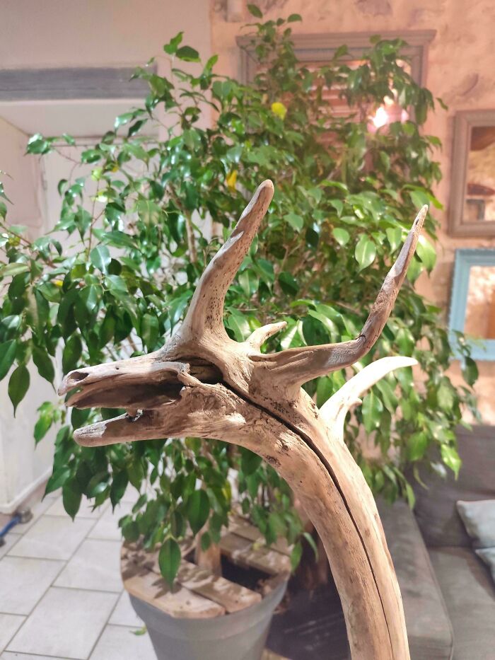 A cool stick resembling a dragon’s head with horns displayed indoors near a large leafy plant.