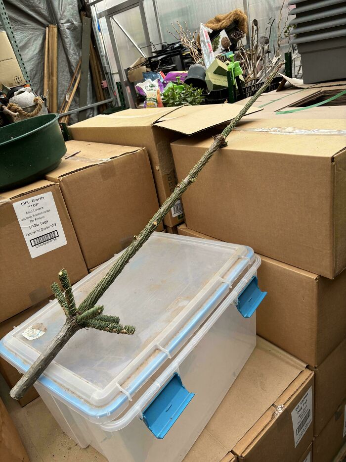 Rustic cool stick made from a natural branch resting on a plastic container among stacked cardboard boxes.