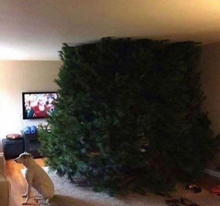 Large artificial Christmas tree blocking almost an entire living room, creating a weird and cringey photo moment.