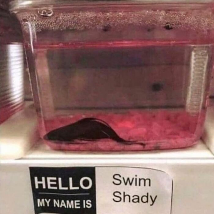A small fish in a tank with a name tag reading Swim Shady, showing a weird and cringey photo moment.