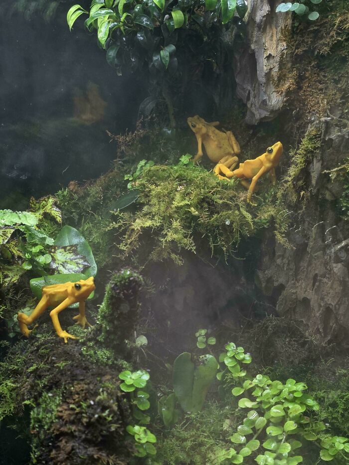 Three small yellow frogs on a mossy branch, creating an Accidental Renaissance scene with natural lighting