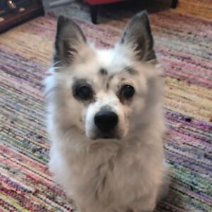 roseautopsyturvy avatar