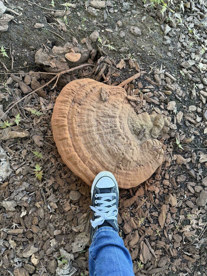 A large shelf fungus on the ground with a person's foot in a sneaker next to it, among interesting pictures.