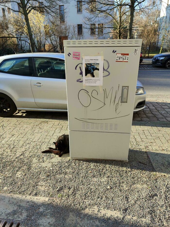 A black cat resting on the sidewalk next to a utility box with a missing cat poster, one of many interesting pictures.