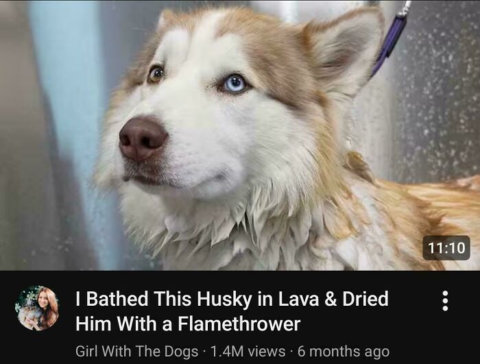 Funny picture of a husky with mismatched eyes and a misleading YouTube title about bathing it in lava, showcasing online lies.