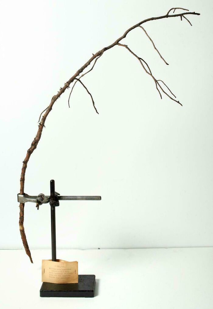 An ancient wooden lightning rod preserved on a stand, showcasing rare historical finds.