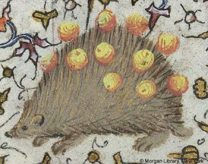 Medieval manuscript illustration of a hedgehog carrying fruit, an example of whimsical historical finds.