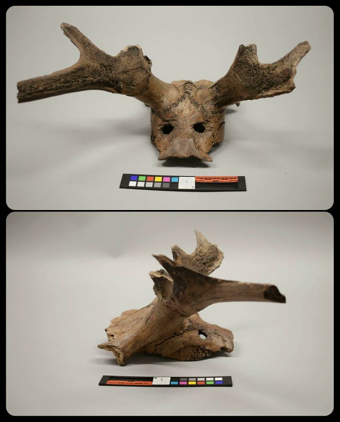 Front and side views of an ancient antler headpiece, highlighting unique historical finds from early human history.
