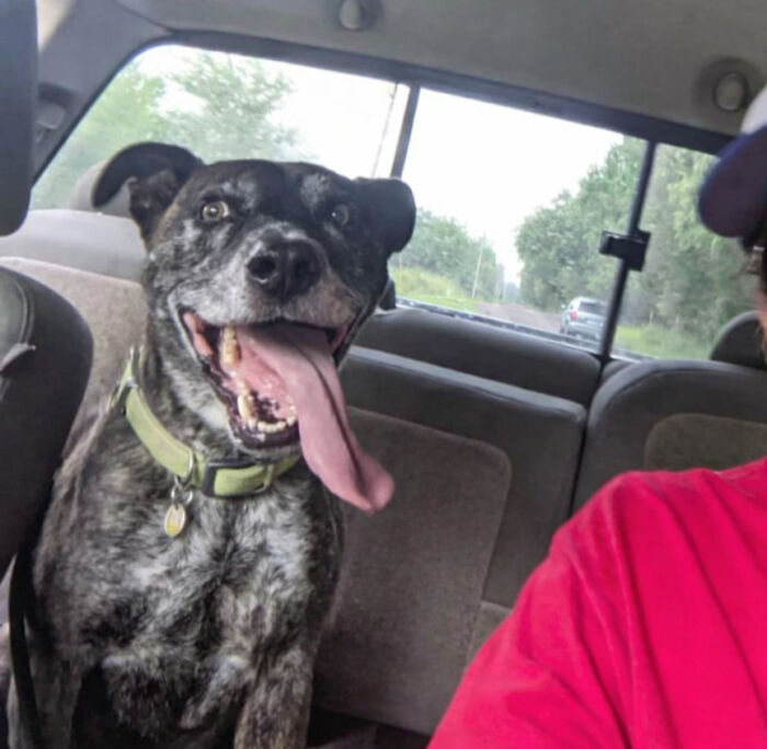 A derpy animal, a brindled dog, sits in a car with its tongue comically out, looking ridiculous and happy.