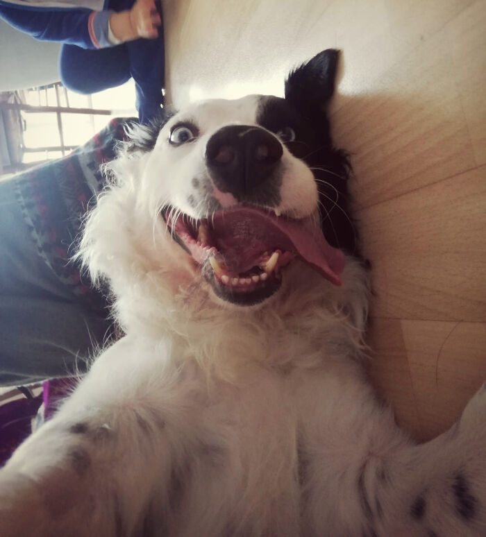 A derpy animal, a black and white dog, lies on its back with a wide open mouth and tongue out, looking ridiculous.