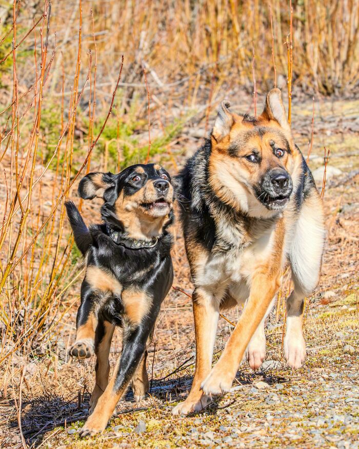 Two derpy animals, a small black dog and a larger tan dog, running with surprised expressions.