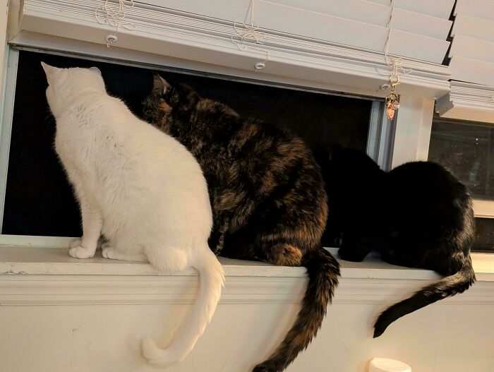 Three adorable cats, one white, one tortoiseshell, and one black, sitting on a window sill looking out, planning their next move.