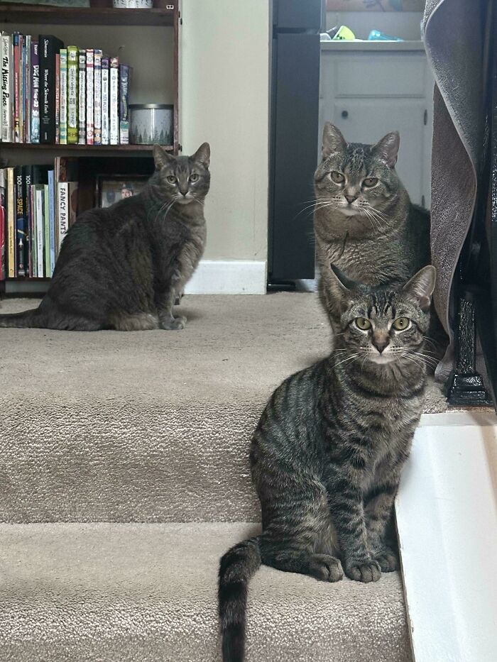Three adorable cats, two tabby and one gray, sitting on carpeted stairs, looking at the camera, planning their next move.