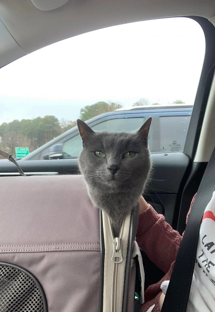 A grey cat peeking out from a zipped-up pet carrier in a car, looking directly at the camera, peculiar things.