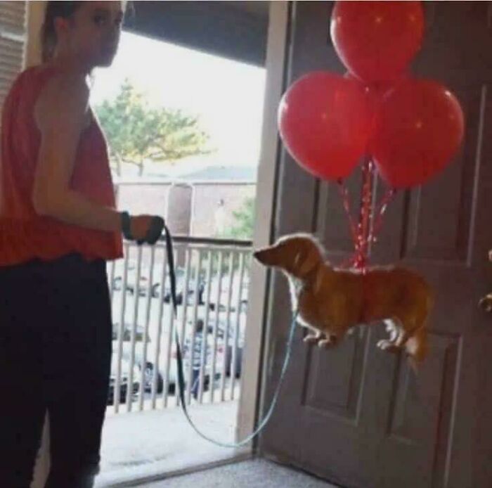 A peculiar photo of a person holding a leash attached to a small dog, floating with red balloons.