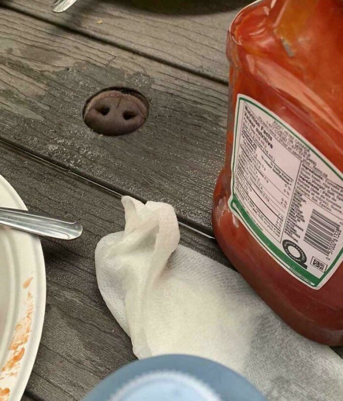 A peculiar photo showing a pig's snout poking through a hole in a wooden picnic table next to a ketchup bottle.