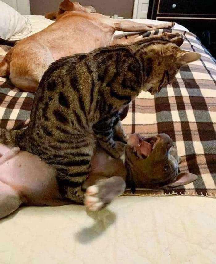 A peculiar cat sitting on a dog that is lying on its back, with another dog sleeping in the background. Spotted in real life.
