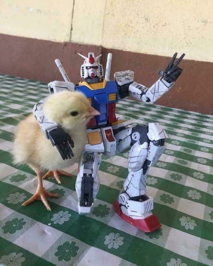 A peculiar thing spotted in real life: a Gundam robot holding a small chick.