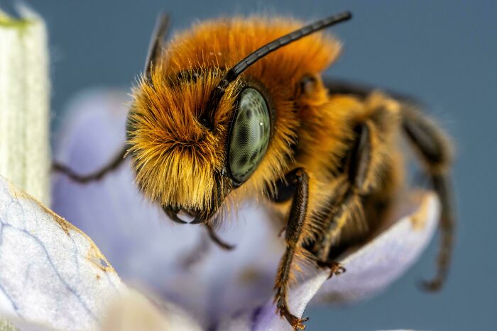 Red Mason Bee