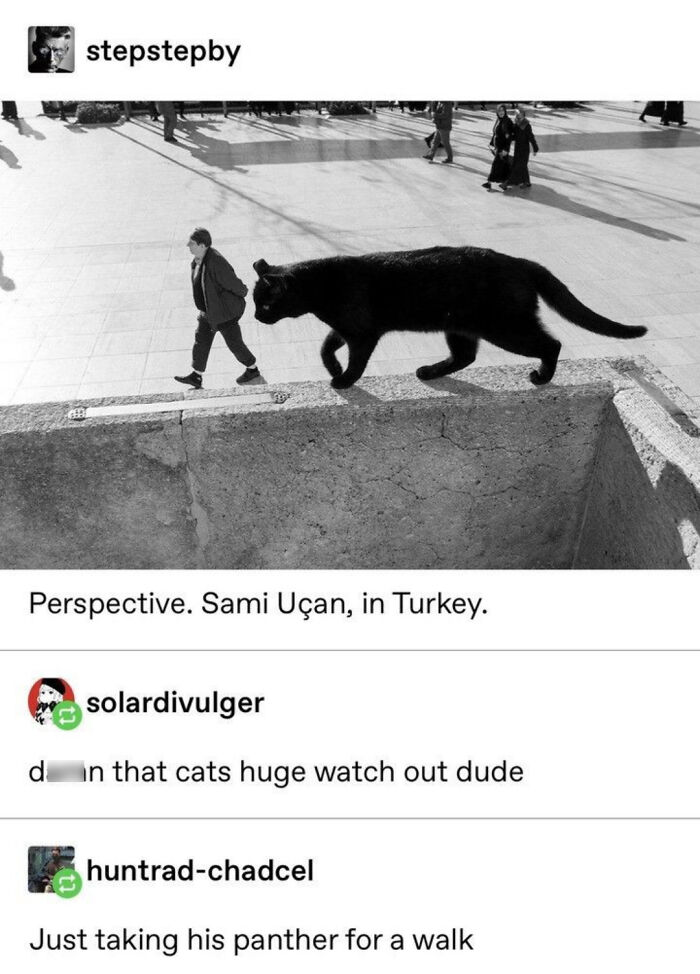 A Tumblr post showing a large cat due to perspective, delivering internet chaos with humor about a giant cat.