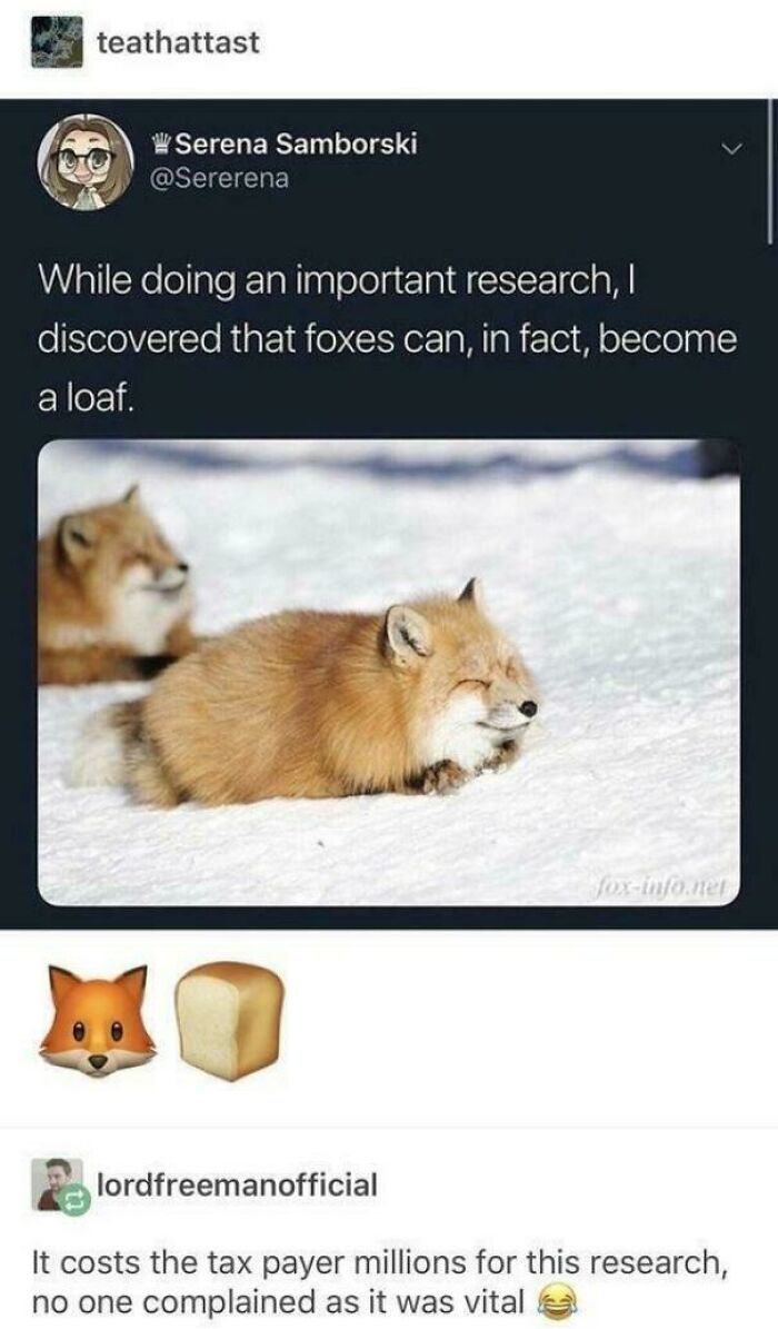 A Tumblr post showcasing a fox curled up in the snow, looking like a loaf of bread, showing internet chaos.