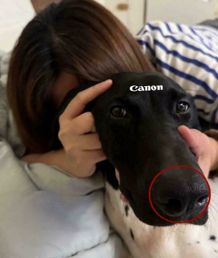 A close-up of a black dog's nose, highlighted with a red circle, from the Not Interesting Community, demonstrating weird investment.