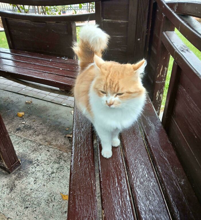 An orange and white fluffy cat walks on a wooden bench, a charming image from the Not Interesting community.