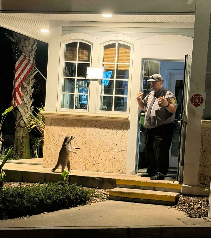 An accidental renaissance scene of a security guard communicating with a standing raccoon.