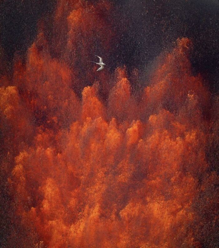 A white bird flying over intense orange clouds in an accidental renaissance shot.