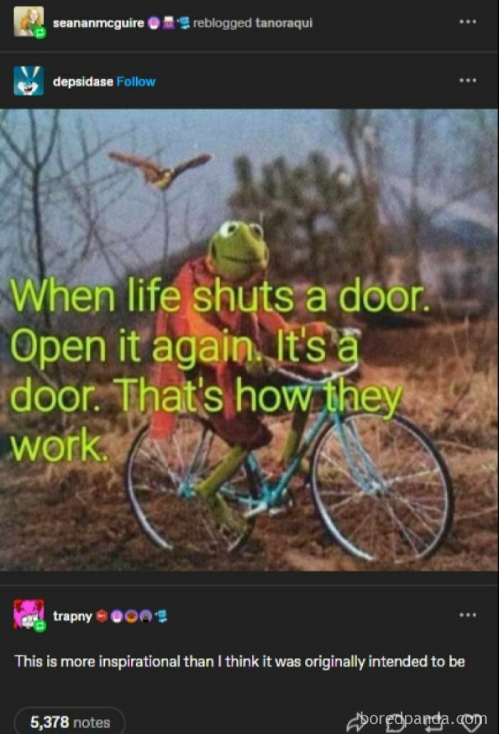 Kermit the Frog riding a bicycle with humorous text about life, featured in a wild and unexpected Tumblr post.