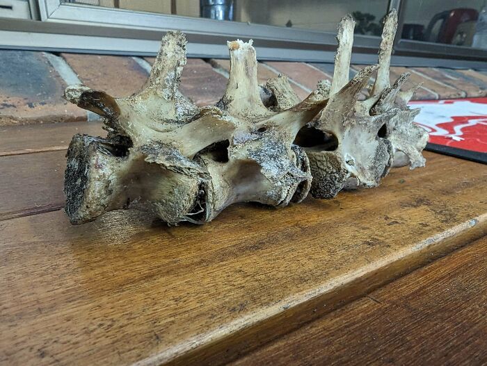 Old spine bones found in an old home, showcasing creepy and bizarre discoveries from vintage houses.